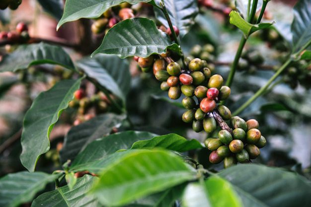 Популярные виды и сорта зернового кофе